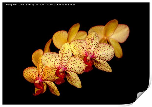 Moth Orchid Print by Trevor Kersley RIP