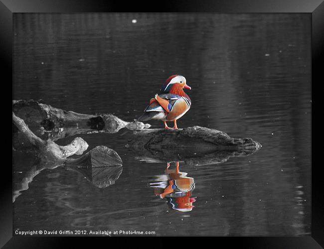 Mandarin Duck Framed Print by David Griffin