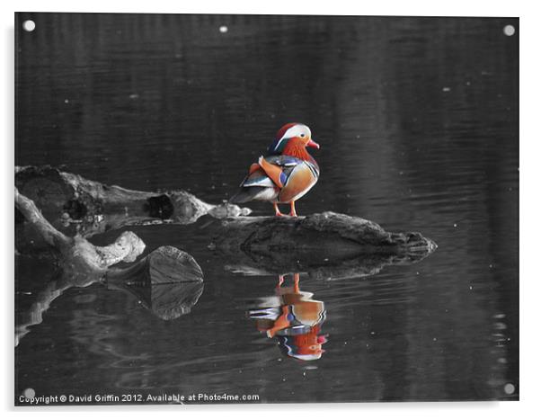 Mandarin Duck Acrylic by David Griffin