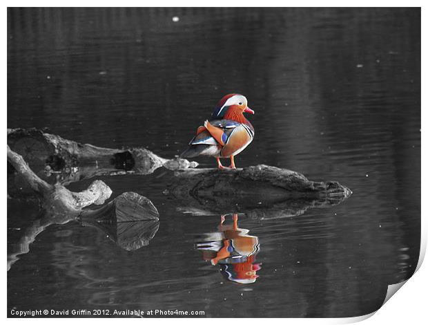 Mandarin Duck Print by David Griffin