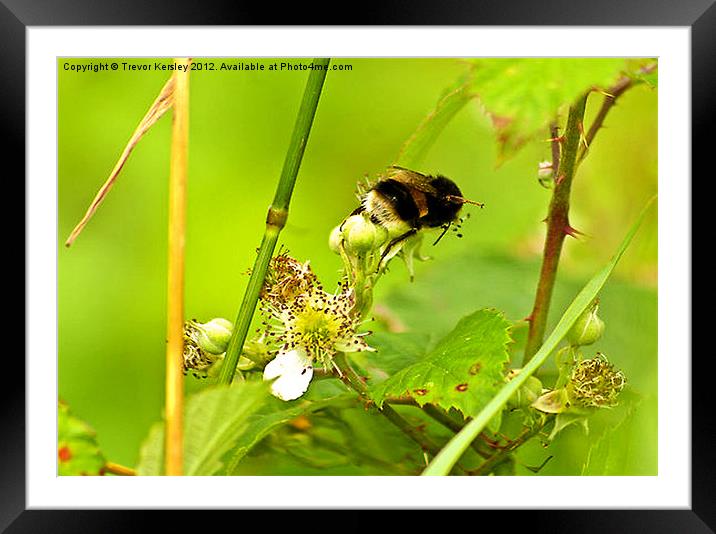 Bumble Bee Framed Mounted Print by Trevor Kersley RIP