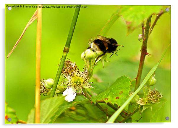 Bumble Bee Acrylic by Trevor Kersley RIP