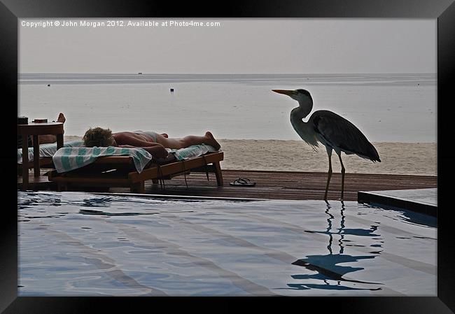 Poolside visitor. Framed Print by John Morgan