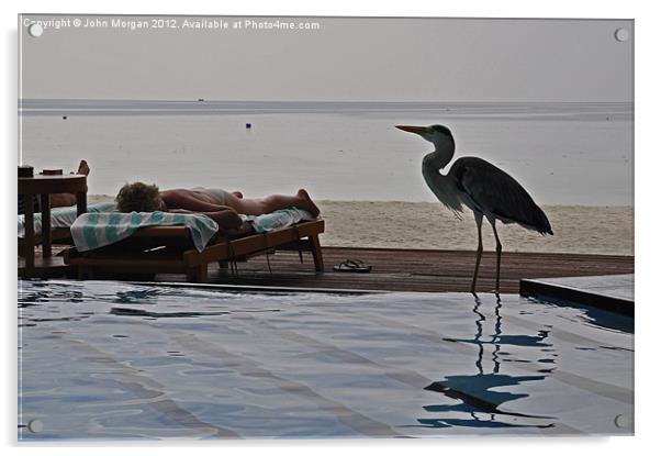 Poolside visitor. Acrylic by John Morgan