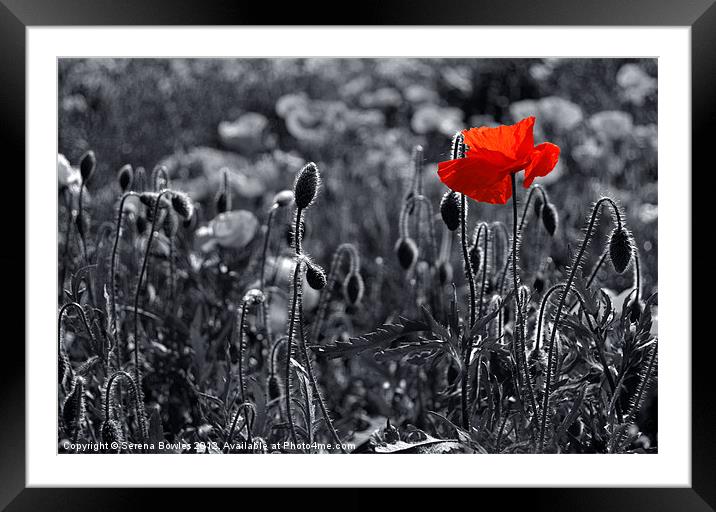 Lest we Forget Framed Mounted Print by Serena Bowles
