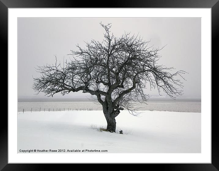 Maitland Tree Framed Mounted Print by Heather Rowe
