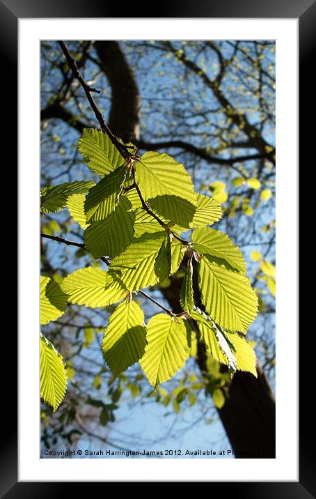 Beech tree in the Spring Framed Mounted Print by Sarah Harrington-James