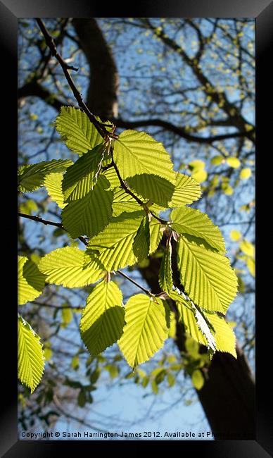 Beech tree in the Spring Framed Print by Sarah Harrington-James