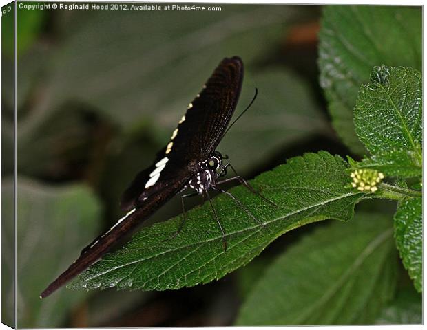 Butterfly Canvas Print by Reginald Hood