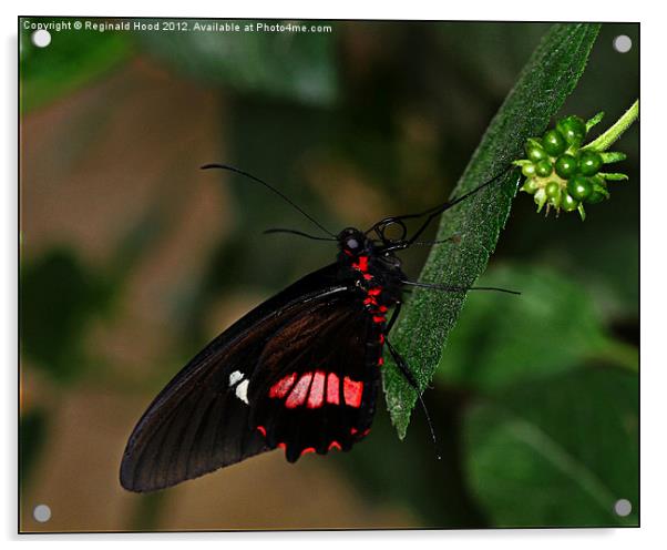 Scarlet Swallowtail Acrylic by Reginald Hood