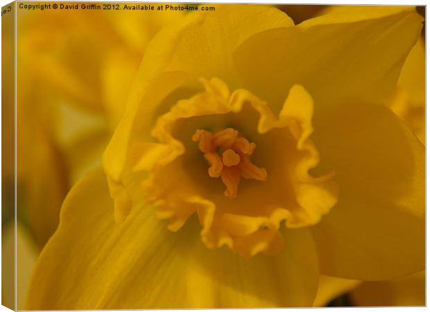Yellow Daffodil Canvas Print by David Griffin