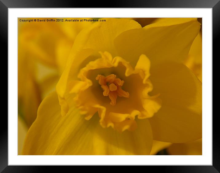 Yellow Daffodil Framed Mounted Print by David Griffin