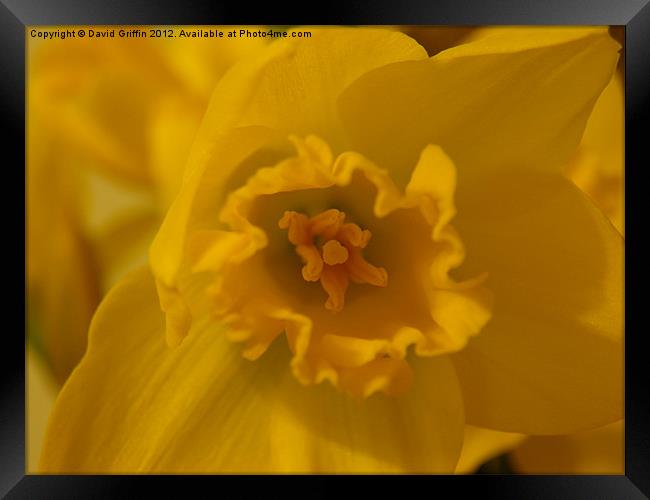 Yellow Daffodil Framed Print by David Griffin