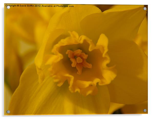 Yellow Daffodil Acrylic by David Griffin