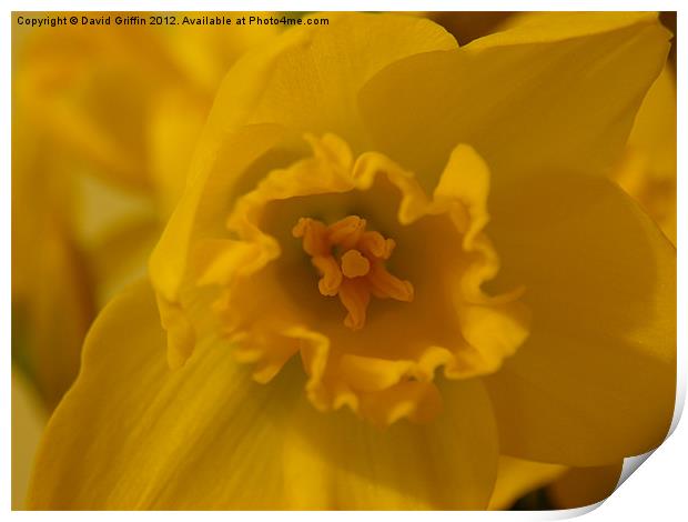 Yellow Daffodil Print by David Griffin