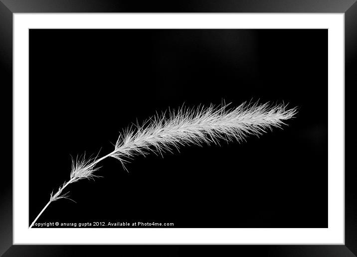 white feather Framed Mounted Print by anurag gupta