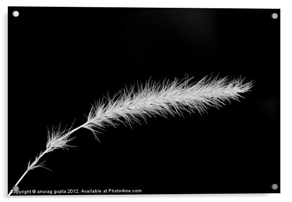 white feather Acrylic by anurag gupta