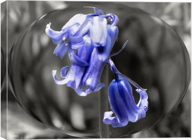 Bluebell Bubble Canvas Print by jason purnell
