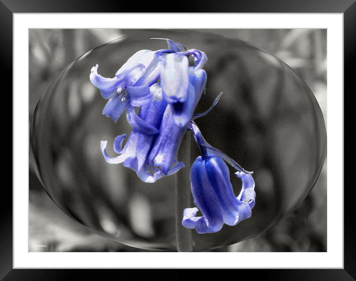 Bluebell Bubble Framed Mounted Print by jason purnell