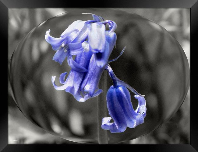 Bluebell Bubble Framed Print by jason purnell