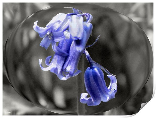 Bluebell Bubble Print by jason purnell