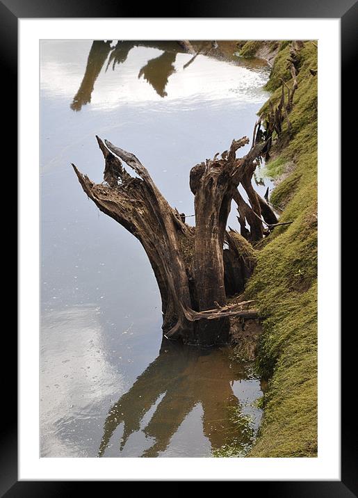 Stream Tree Bark Framed Mounted Print by Robert Dudman