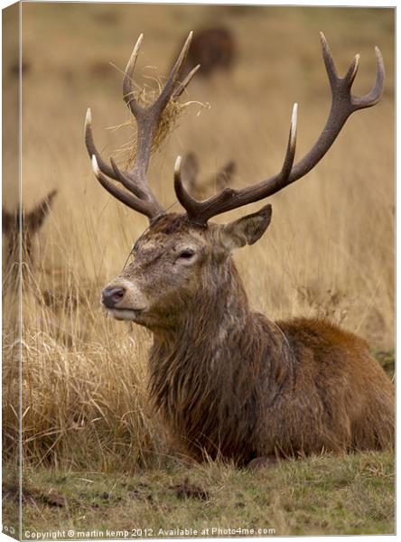 Red Deer Stag Canvas Print by Martin Kemp Wildlife