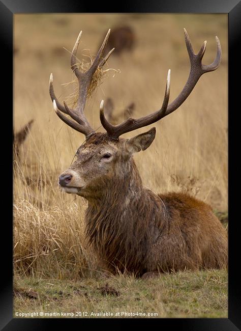 Red Deer Stag Framed Print by Martin Kemp Wildlife
