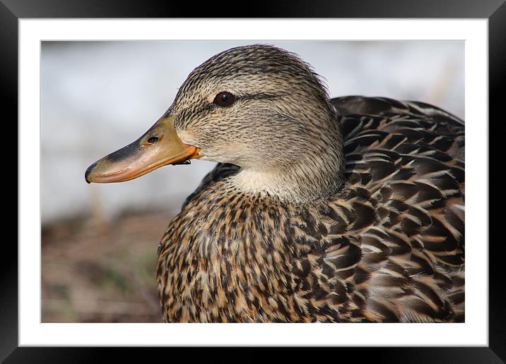 Duck Framed Mounted Print by Albert Gallant