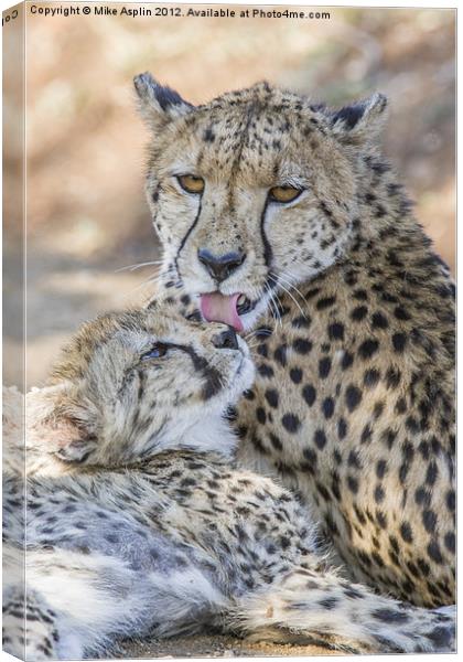 Female Cheetah washes her young cub. Canvas Print by Mike Asplin