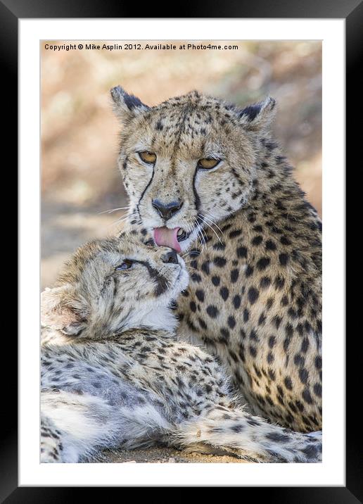 Female Cheetah washes her young cub. Framed Mounted Print by Mike Asplin