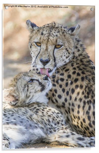 Female Cheetah washes her young cub. Acrylic by Mike Asplin
