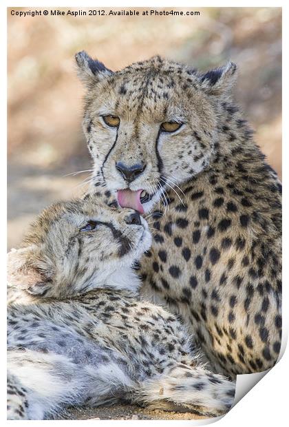 Female Cheetah washes her young cub. Print by Mike Asplin