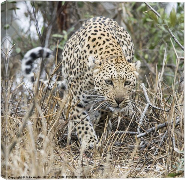 Female Leopard stalking Canvas Print by Mike Asplin