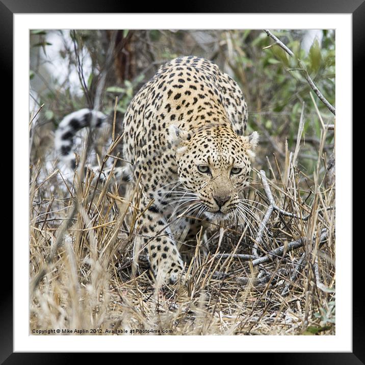 Female Leopard stalking Framed Mounted Print by Mike Asplin