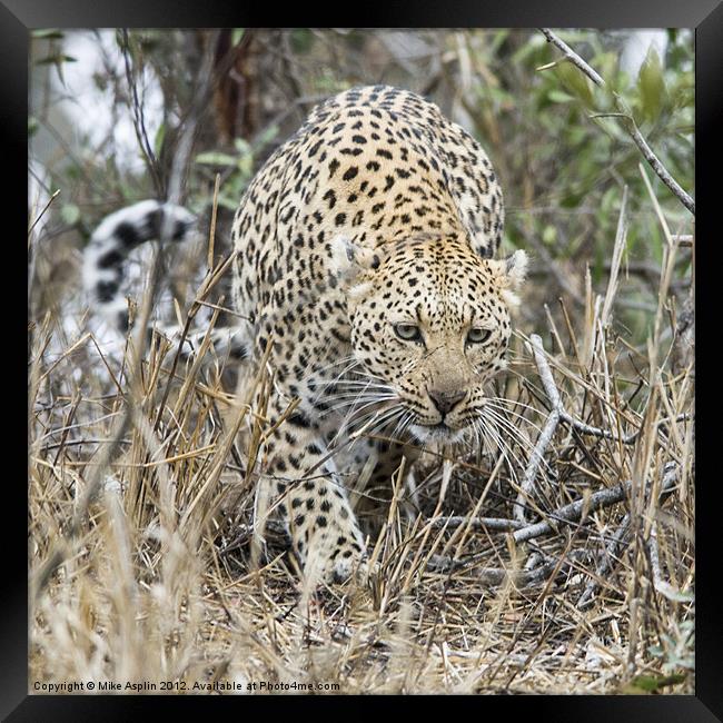Female Leopard stalking Framed Print by Mike Asplin