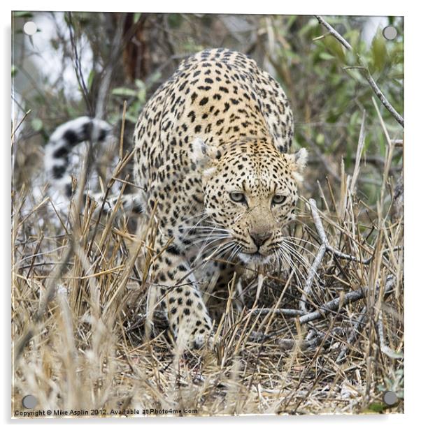 Female Leopard stalking Acrylic by Mike Asplin