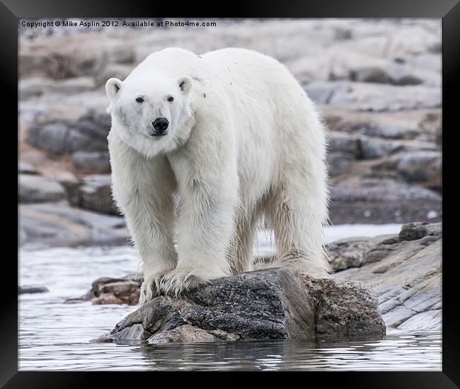 Hungry Polar Bear on Rock Framed Print by Mike Asplin