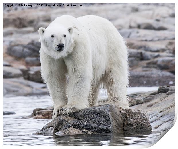Hungry Polar Bear on Rock Print by Mike Asplin