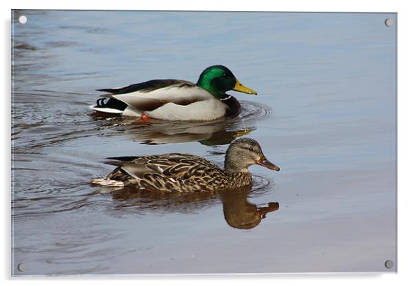 Mallard Ducks Acrylic by Albert Gallant