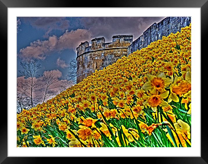 Dynamic flower wall Framed Mounted Print by Robert Gipson