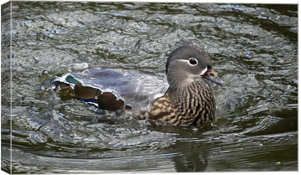 Mandarin Duck Canvas Print by Richard Ashton