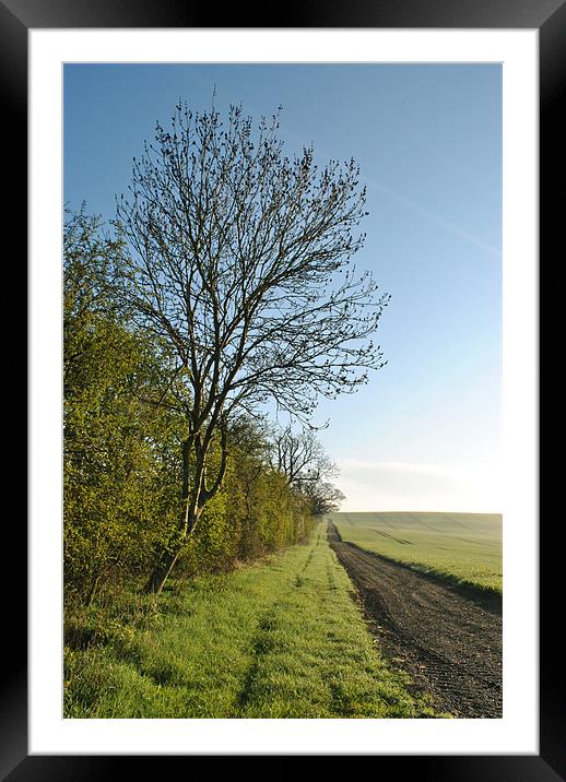 A Spring Hedgerow Framed Mounted Print by graham young
