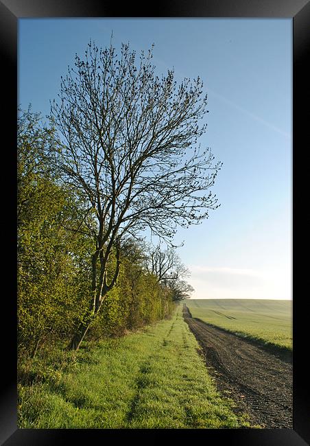 A Spring Hedgerow Framed Print by graham young