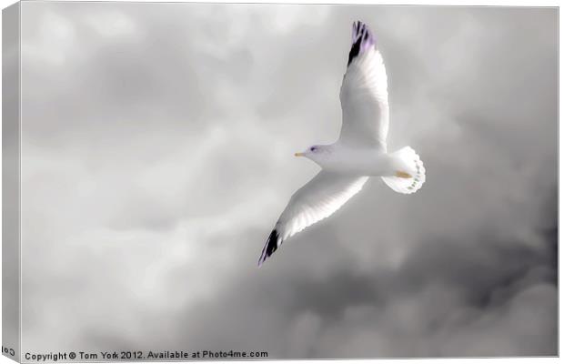 GULL IN THE CLOUDS Canvas Print by Tom York