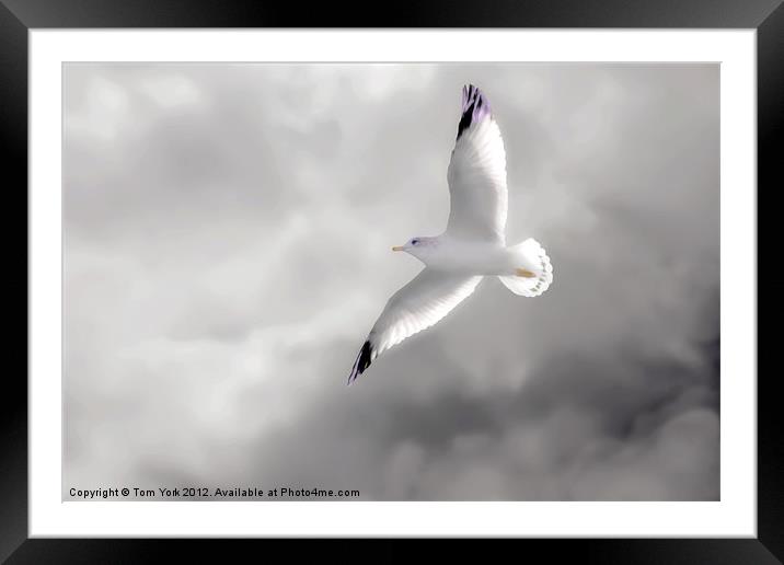 GULL IN THE CLOUDS Framed Mounted Print by Tom York