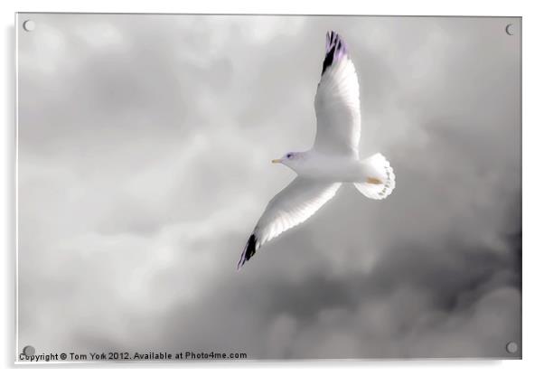 GULL IN THE CLOUDS Acrylic by Tom York