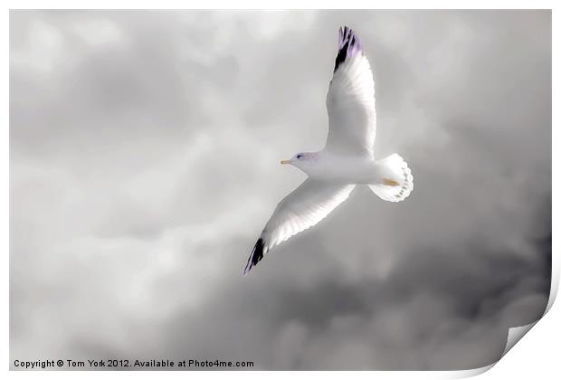 GULL IN THE CLOUDS Print by Tom York