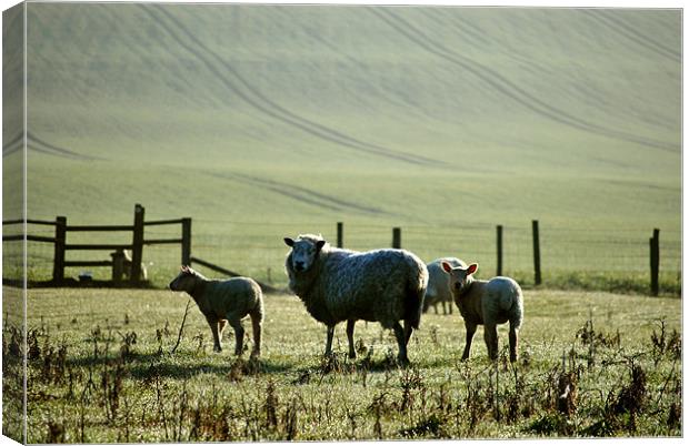 Wot Ewe Lookin' At?? Canvas Print by graham young