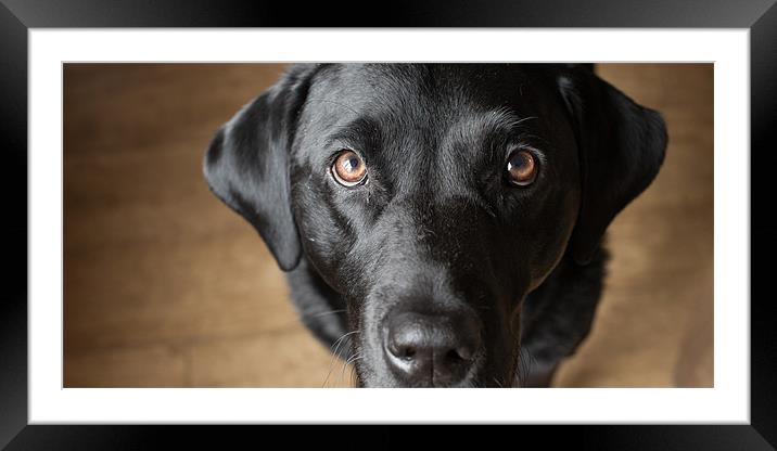 The Look - Black Labrador Framed Mounted Print by Simon Wrigglesworth